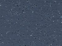 Piastra autoposante GTI EL5 Gerflor - Nero